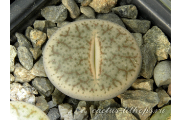 Lithops pseudotruncatella C070