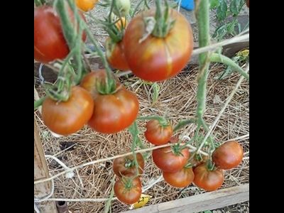 Томат Шоколадный Генри