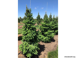 Ель сербская Бранс фото - красовский-сад.рф