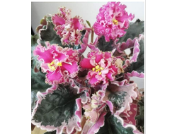 74) ЛФ-Коралловая мечта (стартер)