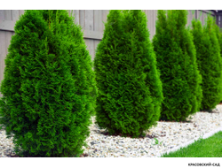 Туя Смарагд - Smaragd