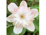 Anemone nemorosa Pink Delight