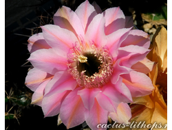 Echinopsis hybrid `Золушка` x Echinopsis hybrid - 10 семян
