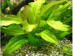 Эхинодорус аргентинский