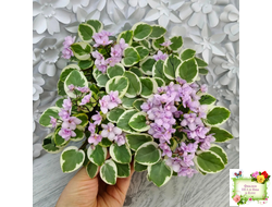 Жемчужный Восторг (Д. Глушакова) листовая химера (пасынок сорт посажен 20.10.25)