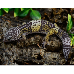 Западно-индийский эублефар (Eublepharis fuscus)