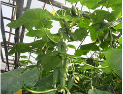 огурцы "Герман" семена 10 шт.