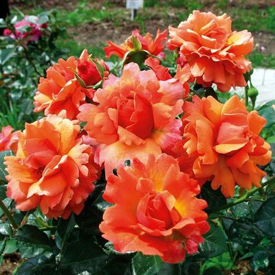 Изи Дас Ит (Easy Does It)