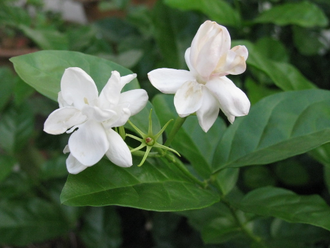 Жасмин самбак, Арабский жасмин (Jasminum sambac) - абсолю (2 г)