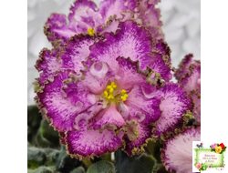 ЛЕ-Пряная Корица (Е. Лебецкая) 2020 г.