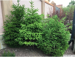 Ель Виллс Цверг - Wills Zwerg