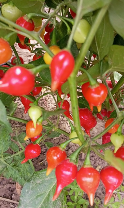 Перец острый Клювик красный (Biquinho)