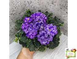 АВ-Озерная Фея (Фиалковод) 2017 г.