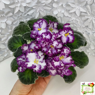 АВ-Навсегда (Фиалковод) 2021 г. (лист посажен 03.11.25)