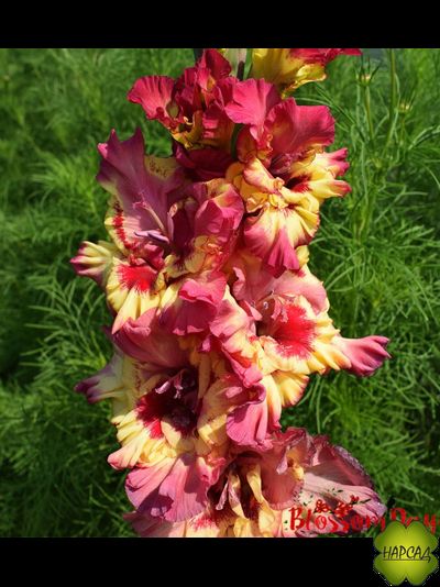 ЛУКОВИЦЫ ГЛАДИОЛУСОВ В АССОРТИМЕНТЕ КРУПНЫЙ РАЗБОР (В НАЛИЧИИ С 1 МАРТА 2024)