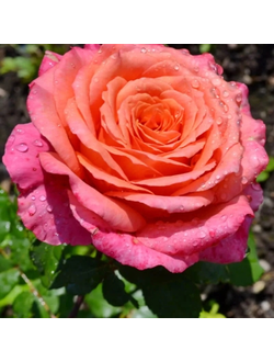 Альбрехт Дюрер (Albrecht Durer)