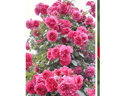 Розанна,  (Роsanna)   клаймбер. Kordes