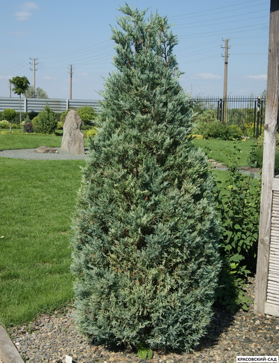 Можжевельник Мунглоу - Moonglow