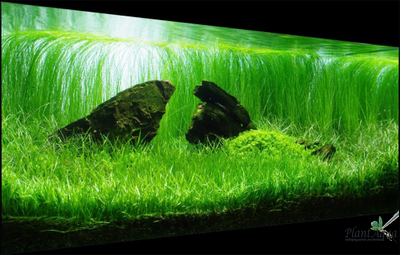 Лилеопсис новозеландский (меристемный) Азия