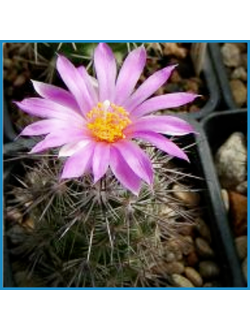 Neolloydia ceratites P 488