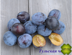 Слива "Тульская чёрная" АНАЛОГ ЧЕРНОСЛИВА (поздняя) саженец 1 год