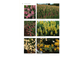 Armitage's garden annuals. A color encyclopedia