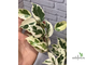Ficus Benjamina De Gantel  Big leaf / фикус Бенджамина Де гантель крупный лист