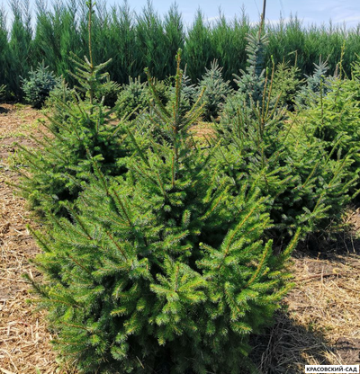 Ель Сербская - Picea Omorika