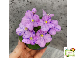 Shirl's Pip Squeak (S.Sanders) (лист посажен 28.01.26)