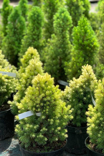 Ель канадская Daisy's White