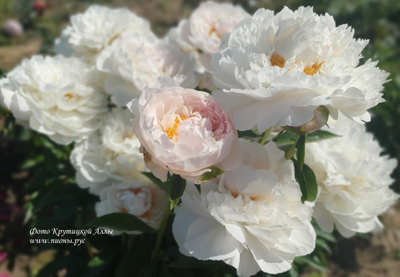 Пион Полярник