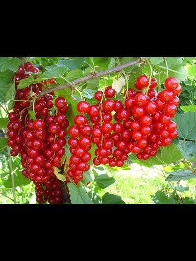 Ранняя сладкая (красная смородина), 2года, ЗКС