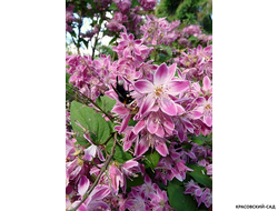 Дейция гибридная Строуберри Филдс фото цветения красовский-сад.рф