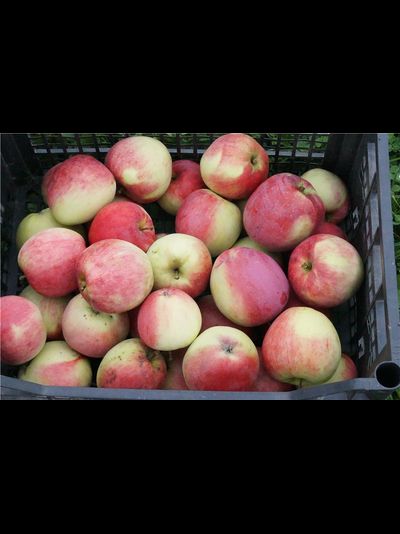 Строевское (яблоня)