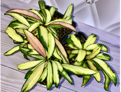 13/12/2024 Hoya Kentiana Variegata