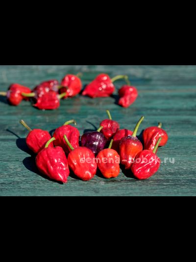 Перец острый Purple UFO, 10 шт