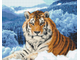 Тигр на фоне зимнего леса Ah10701 (алмазная мозаика)  mgm-mt avmn