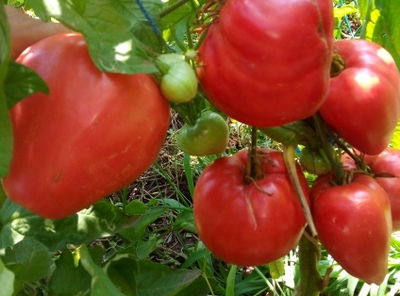 Томат Домашние сердца от Гонсиоровских