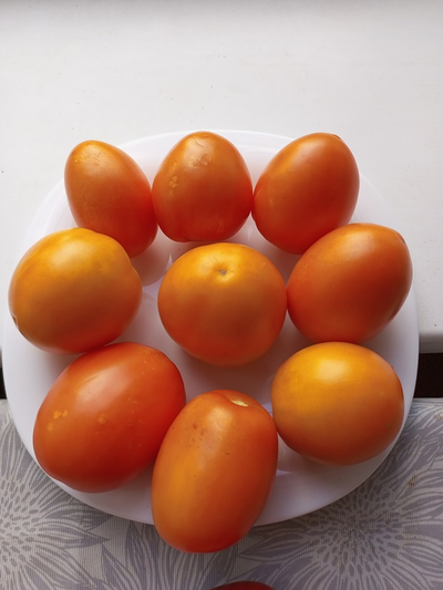 Томат Полтавская галушка