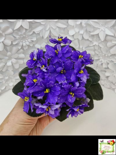 Н-Млечный Путь (Н. Бердникова)