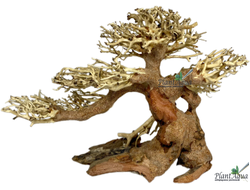 Коряга SwetAqua 014s  "Дерево Бонсай" 22x12x17