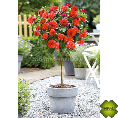 РОЗА НА ШТАМБЕ 60 см  "ДУВР"