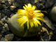 Lithops schwantesii v.marthae C299 - 10 семян