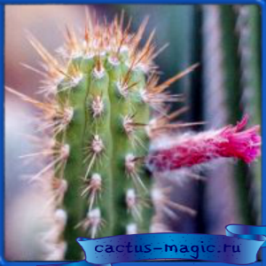 Borzicactus tesselatus JN 1611