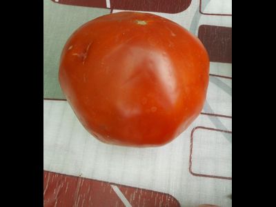 Томат Минусинский гигант