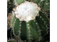 Melocactus schatzlii (D=35мм)