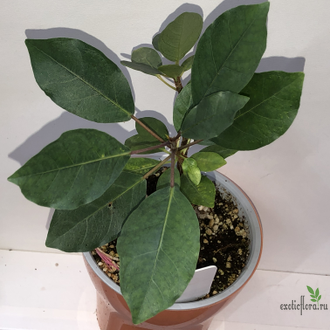 Фикус Буркеи / Ficus burkei