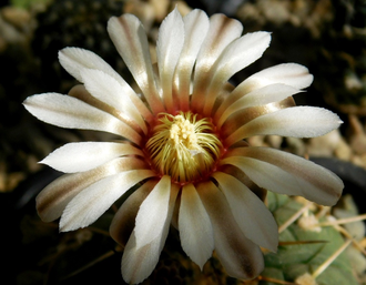 Gymnocalycium riojense ssp.paucispinum v.platygonum VG-347 - 10 семян