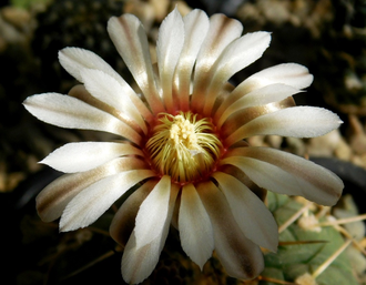 Gymnocalycium riojense ssp.paucispinum v.platygonum VG-347 - 5 семян