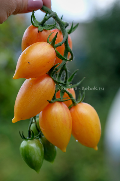 Томат Märchenzauber (Сказочная магия), 10 шт